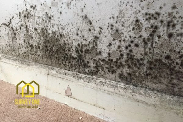 What’s the First Step to Take When You Notice Damp on a Party Wall Leeds?